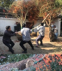 上海古猗园几株大型鸡爪槭的